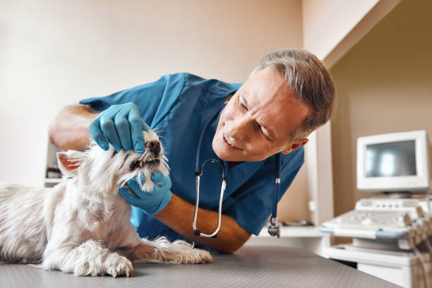 Best Emergency Dentist for Knocked-Out Tooth in Palm Harbor, FL
