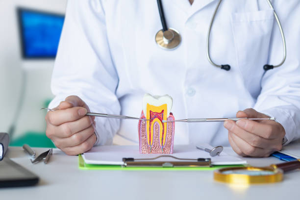 Best Emergency Dentist for Lost Fillings or Crowns in Palm Harbor, FL
